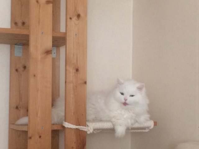 어흥