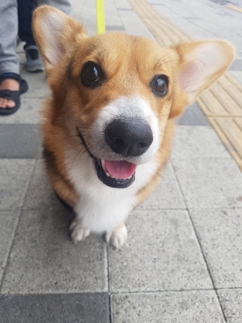 칼끝에 잠든 나비