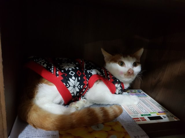 황보얘기천사공주