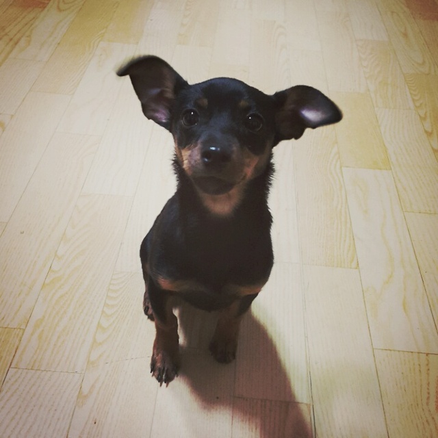 Seoyoung Sophie Shin