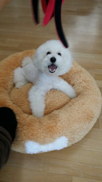 파리지엥의 실버그레이