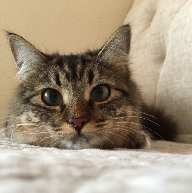 David Choi 최규하