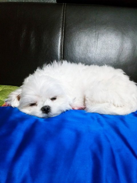 스콜레 강다연