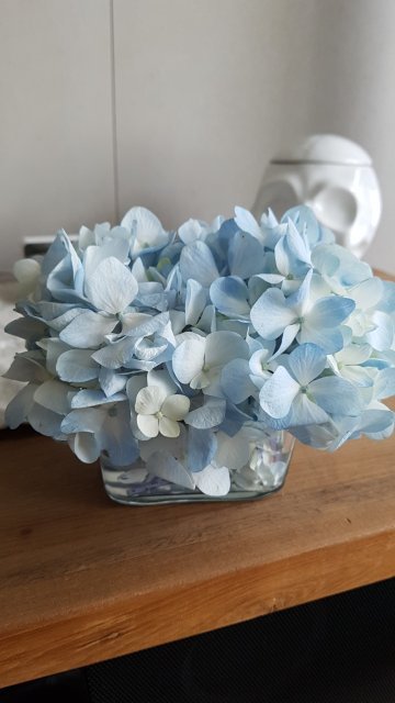 워너비 알란 칼손