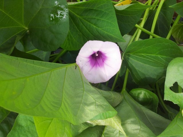 에든버러브뤼헤