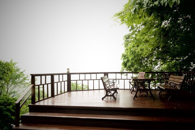 숲에 사는 나무