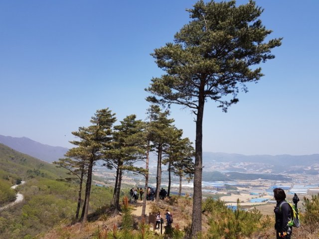 박희란 방죽위에연꽃