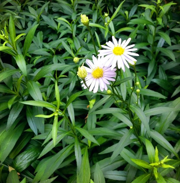 이선영 민우정우맘