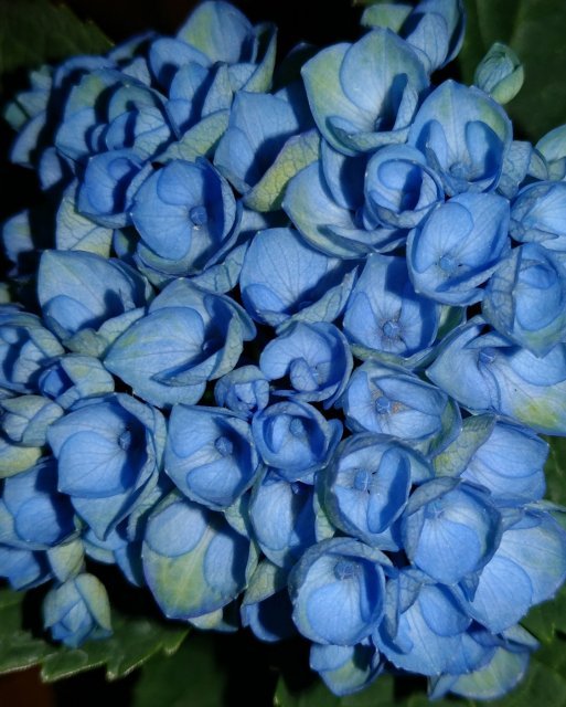 bluerose