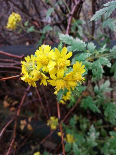 장호식 행복한 바보