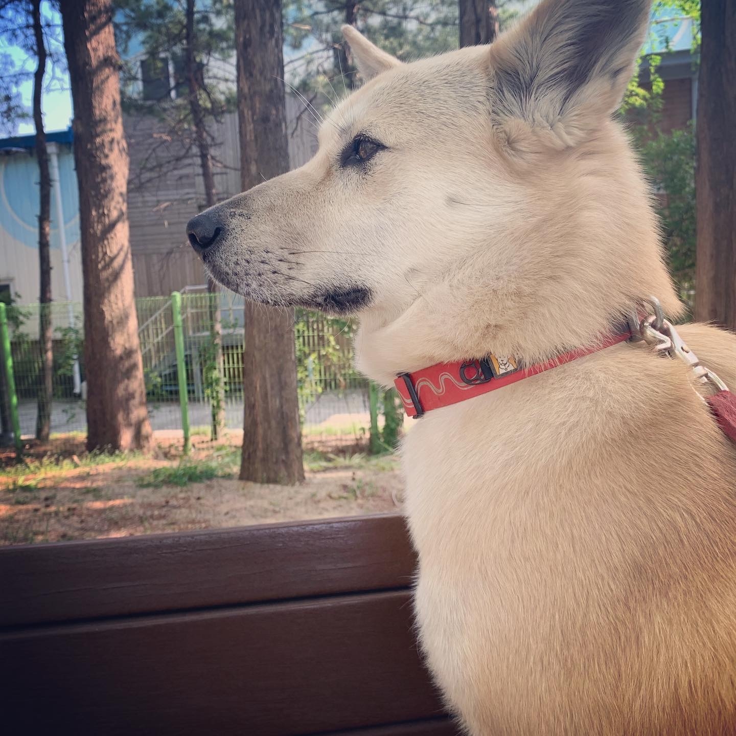 병아리 눈물 만큼