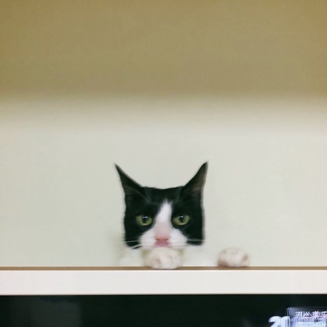 이해