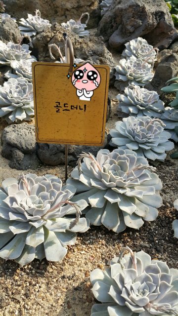 달달자수정