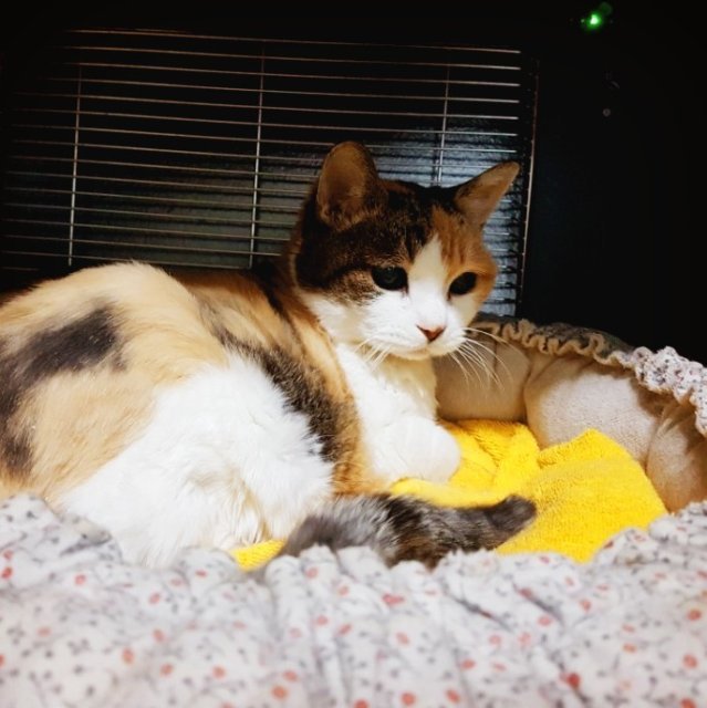 나비사랑 유준맘승연