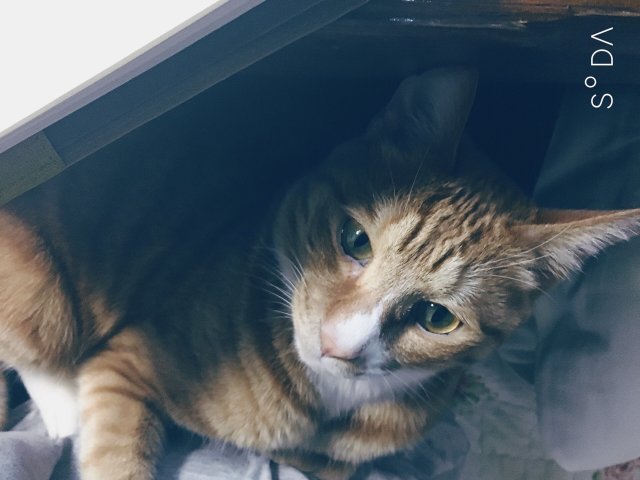 병화
