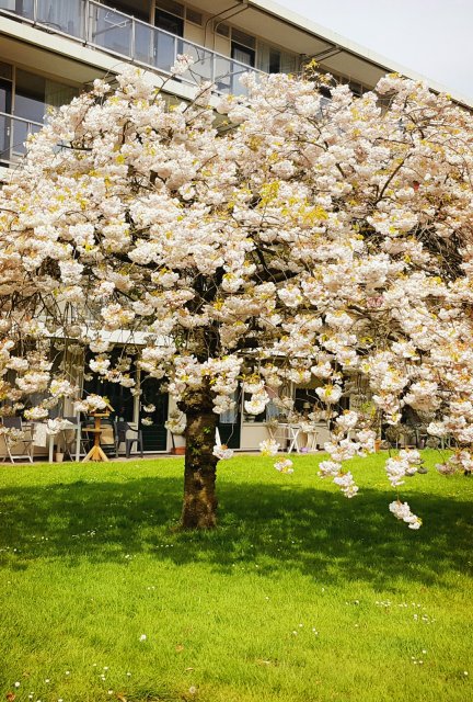 이상한 나라의 엘리스