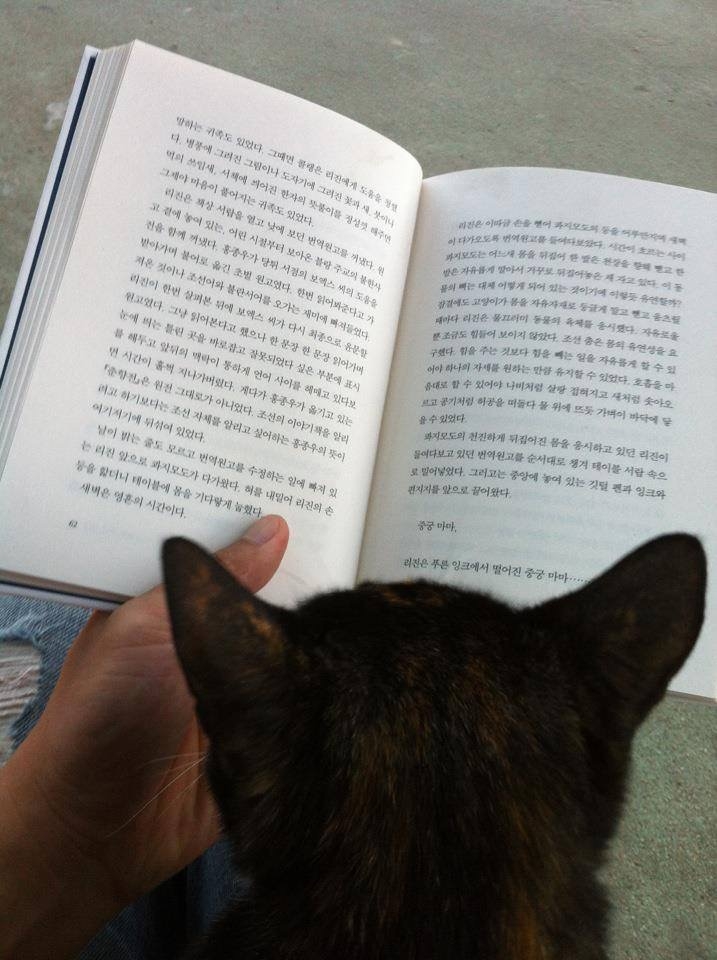 고양이와 해바라기 - 길고양이와의 짧은 인연