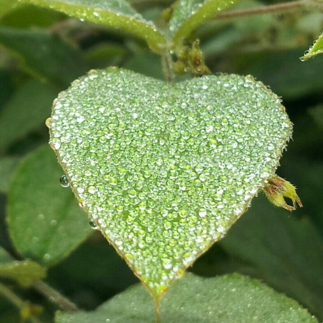 새벽빛