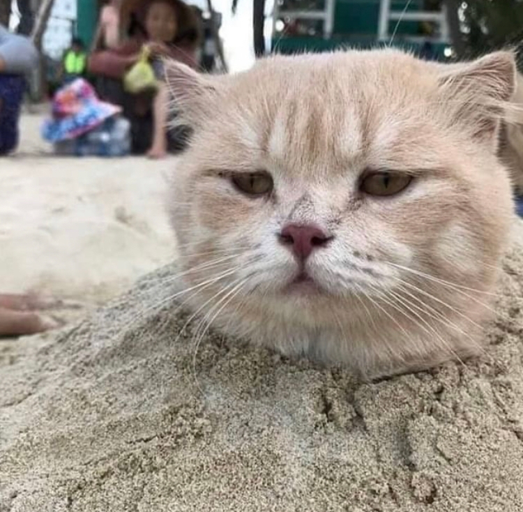 찌니찌니효찌니