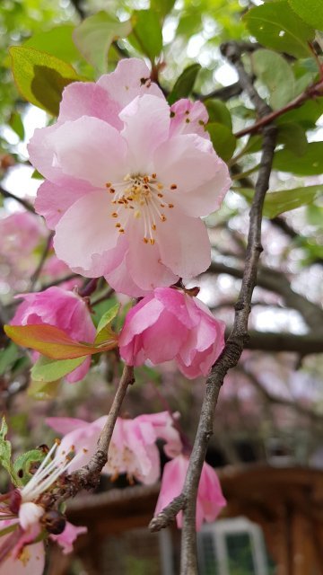 숲에 사는 기린