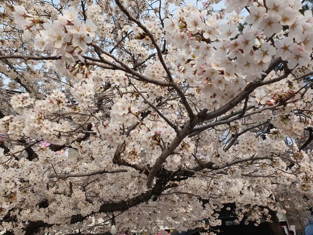배은주