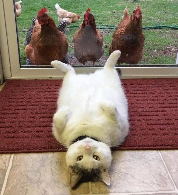 핵이