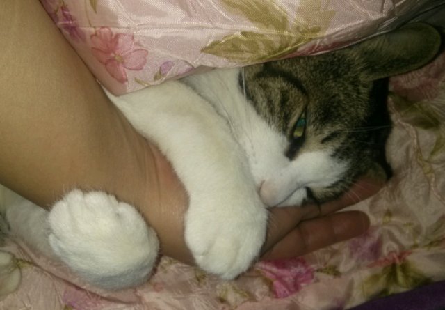 상실냥님남집사