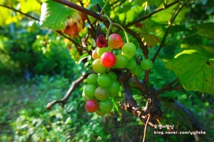 주의은혜로삽니다