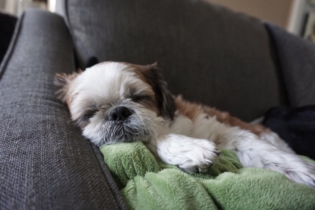 very berry strawberry