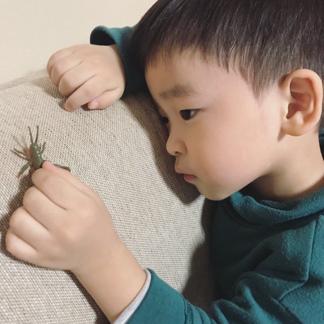 쏠군