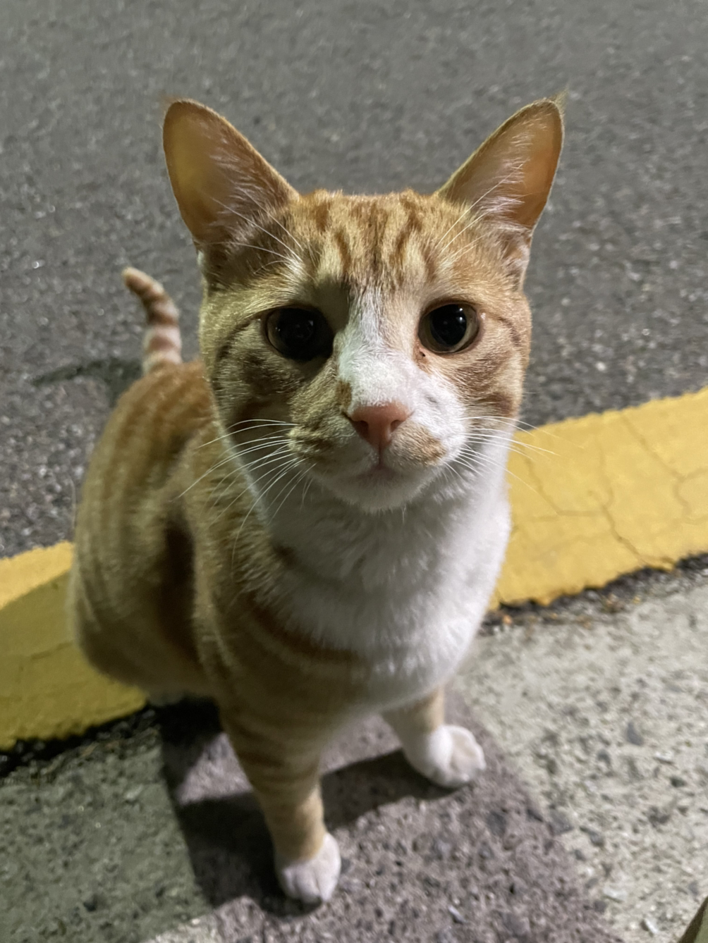 스트리트 캣 파더