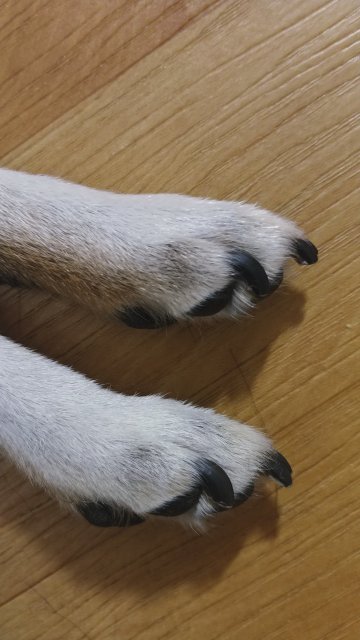 아로다