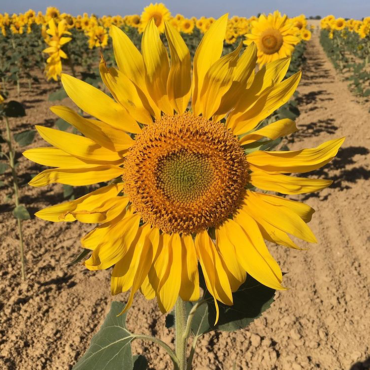 sunflower luv olivia