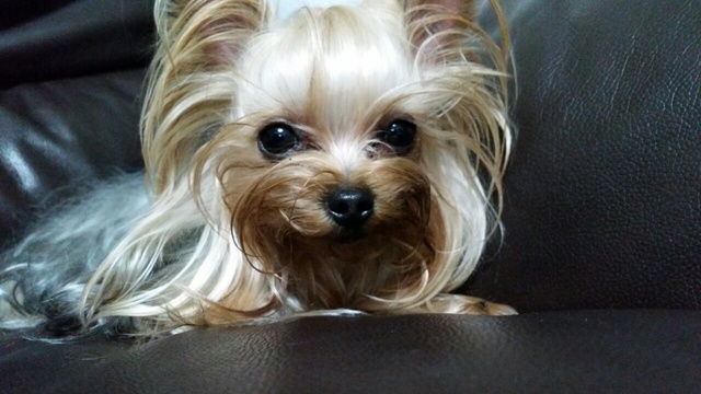 최은경 카타리나