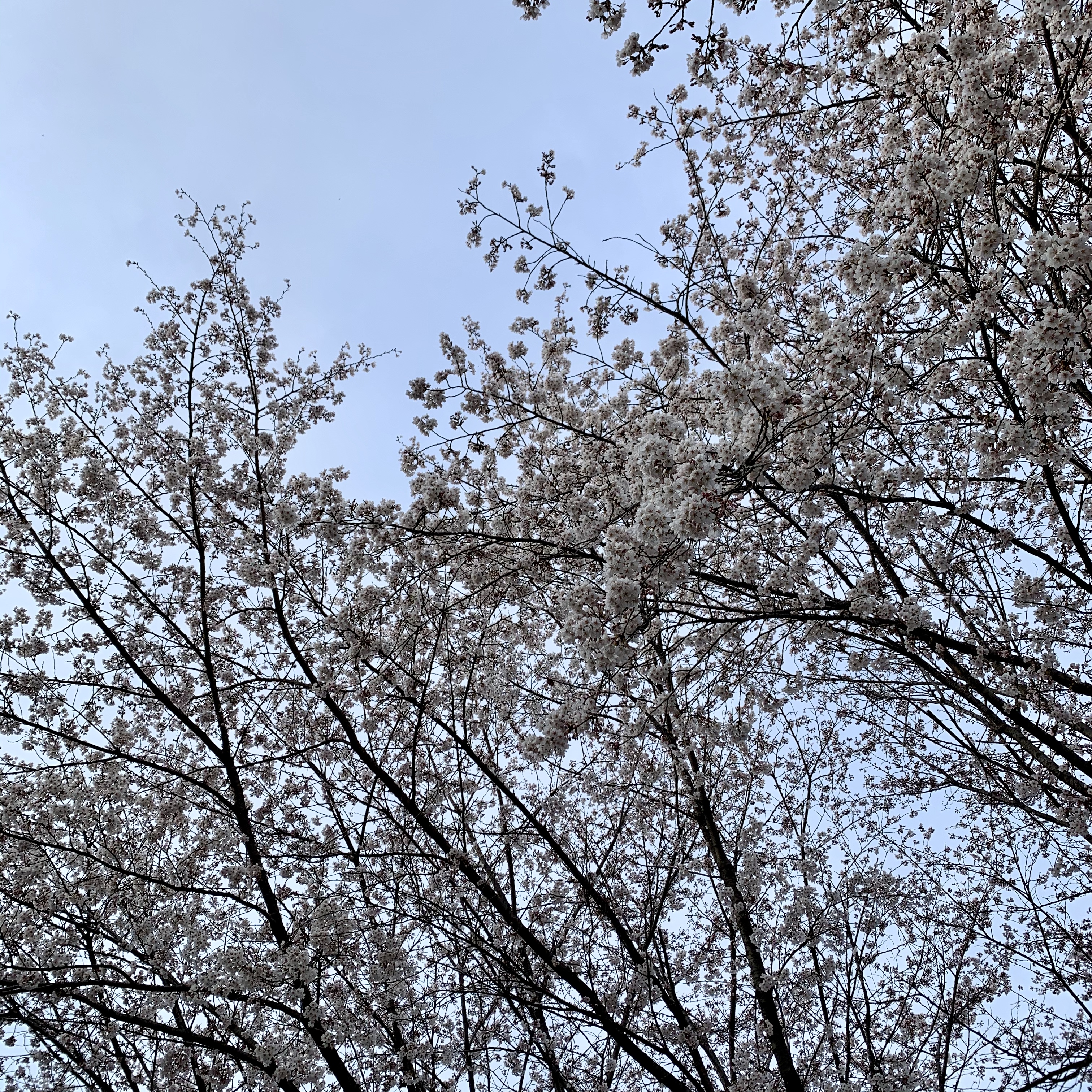조또