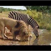 이카루스의 서재