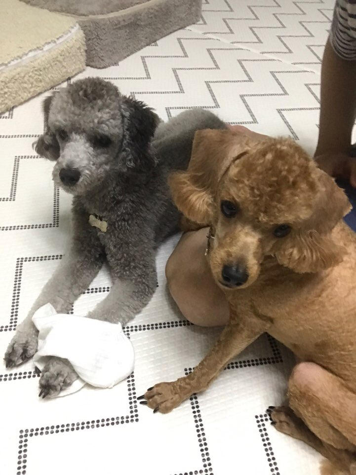 쿠키 그리고 레오