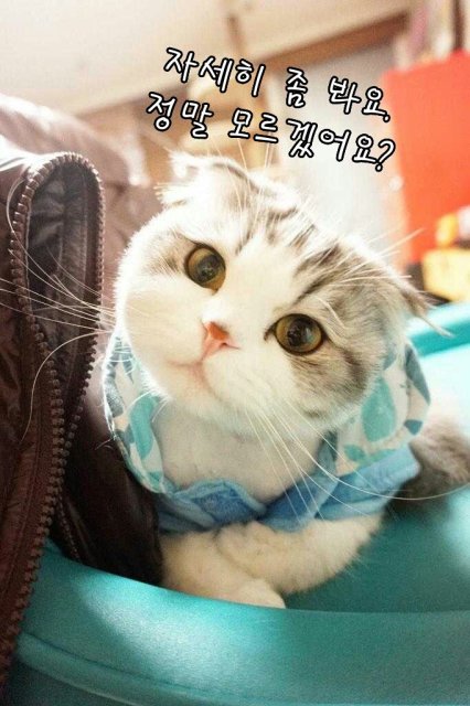 고양이로소입니다