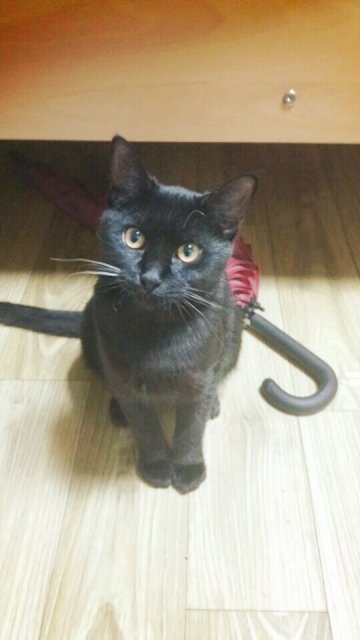 김현주 청개구리