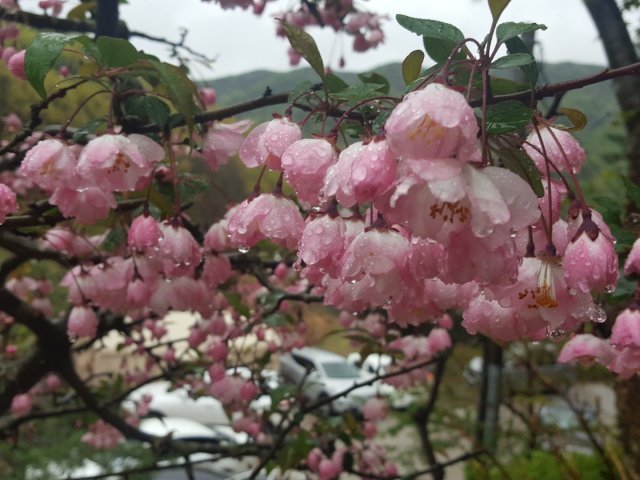 복있는사람 장순영