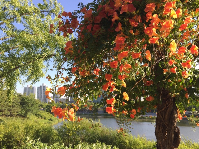 어른스럽지 않은 철구