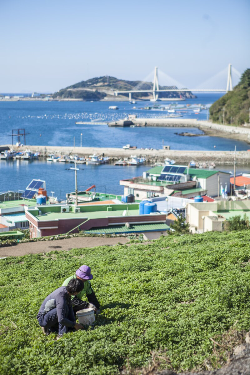 “바다의 영양 그대로, 거문도 해풍쑥”