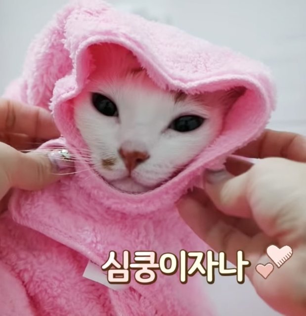 반달태양