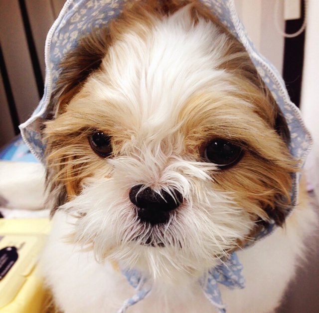 곰돌이용쁘사랑해