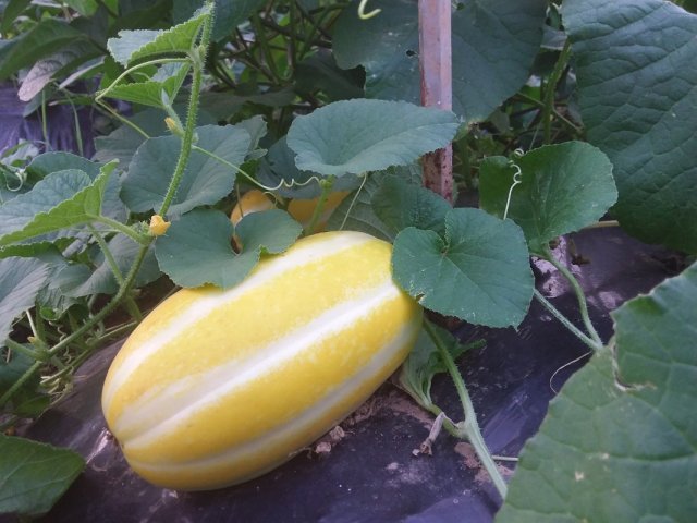 태서율리맘형민