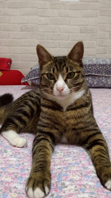 본그스야식스강동스