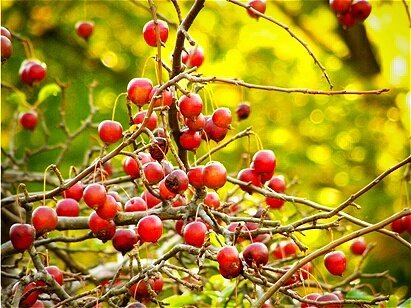 천안태양광보일러