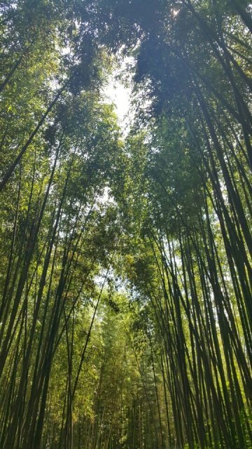 안철호 씨 큰딸