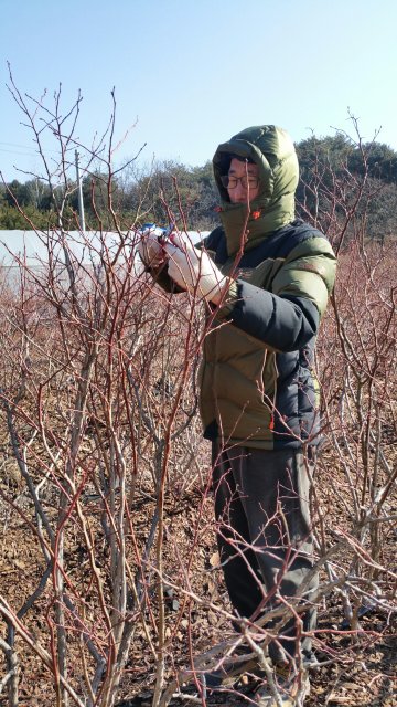 강환주 소양강블루베리