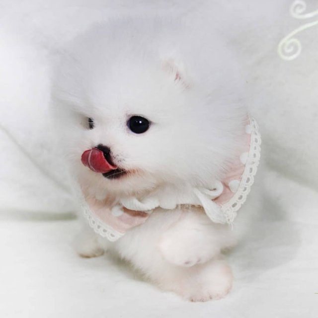 강아지분양 고양이분양 전문 몽냥몽냥